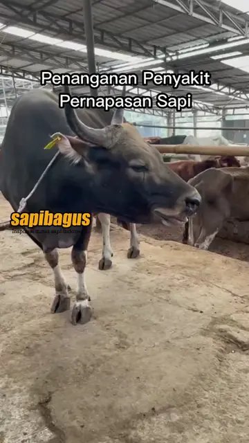 Penanganan-Penyakit-Pernapasan-Sapi
